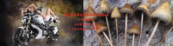 стаф Ростов
